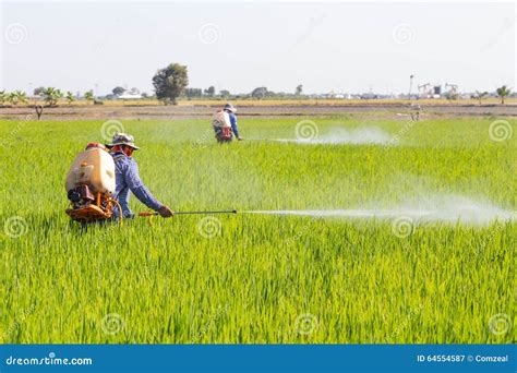 Rice Pest Management