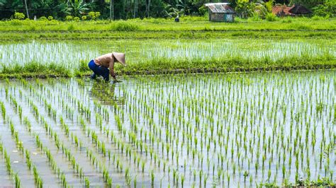 Rice Planting