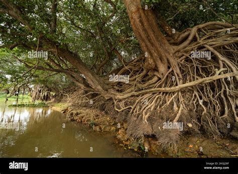 A serene river with sprawling roots