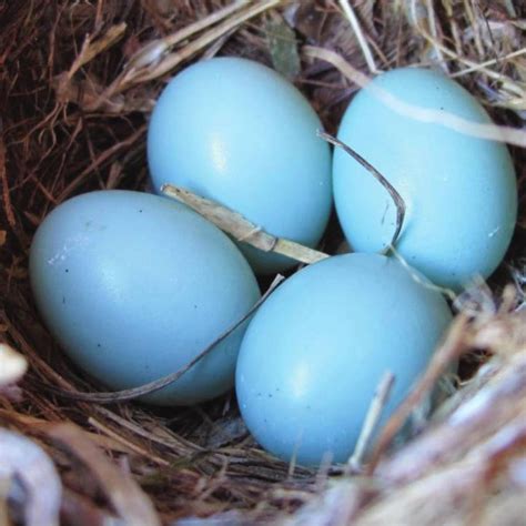 Robin Egg Blue Art Inspiration