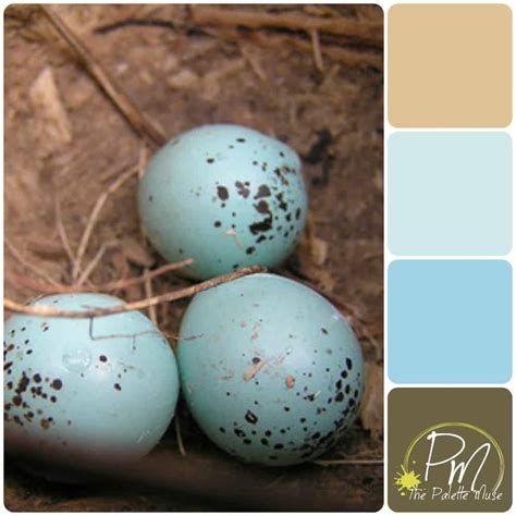 Robin Egg Blue Color Palette