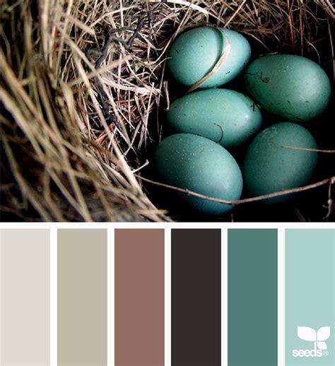 Robin Egg Blue Color Palette Inspiration