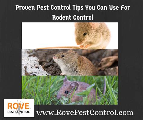 Description of Rodent Control Tips