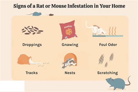 Description of Rodent Infestation Signs