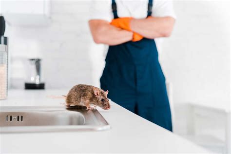 Description of Rodent Removal