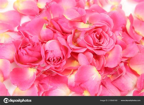 Rose Petal Color