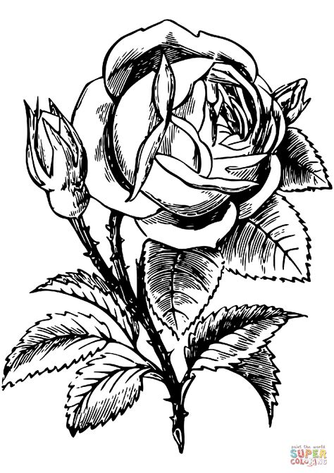 Rose Printable Flower