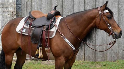 Saddle fitting