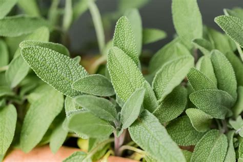 Sage Green Plants