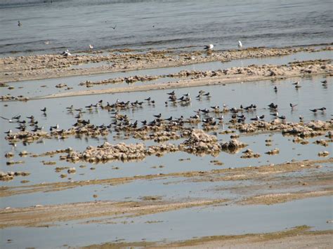 Salton Sea Birds