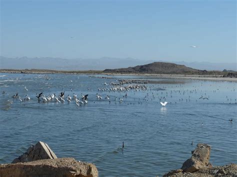 Salton Sea Conservation