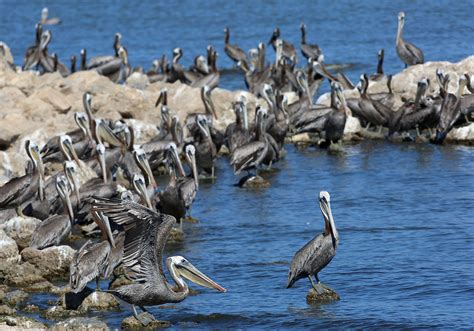 Salton Sea Wildlife