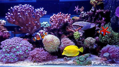 Saltwater aquarium tanks