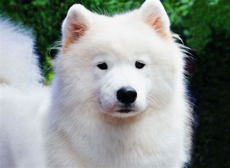 Samoyed Dog