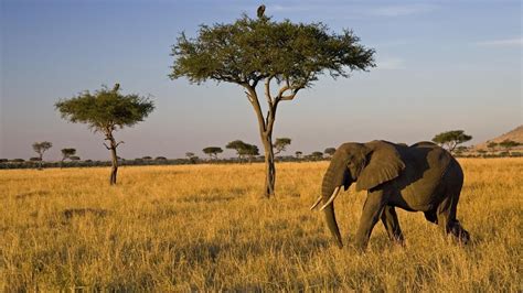 Savannah Grasslands