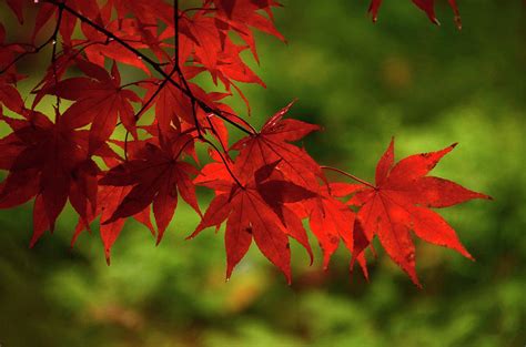 Scarlet Leaves Color Palette