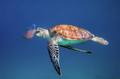 Sea turtles eating crayons