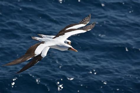 Seabirds flying over the sea where it meets the sky