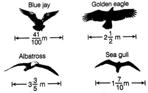 Seabirds with Longer Wingspans Than Height