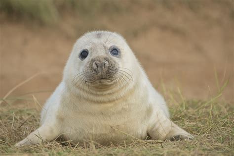 Seal Behavior Image 3