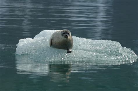 Seal Climate Change Image 7