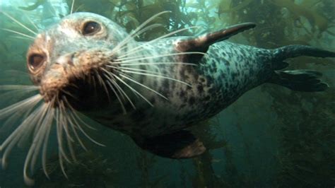 Seal Conservation in Puget Sound