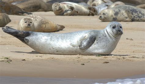 Seal Habitat Image 1