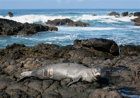 Seal Habitat Loss Image 5