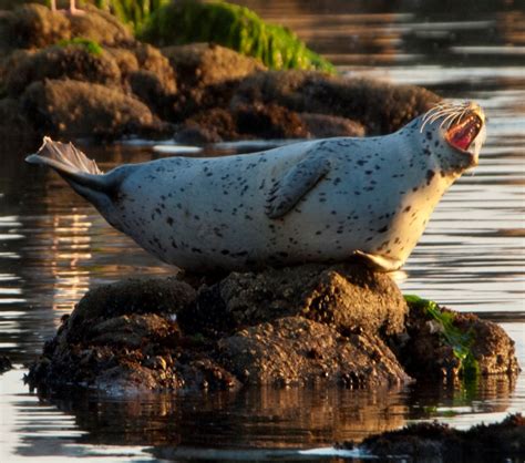 Seal Habitat in Puget Sound