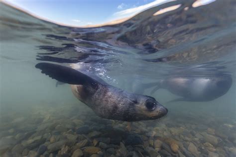 Seal Introduction