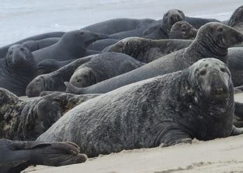 Seal Overfishing Image 9