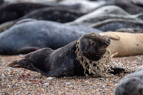 Seal Pollution Image 8