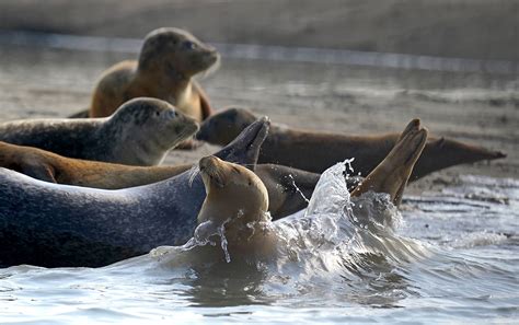 Seal Population Image 6