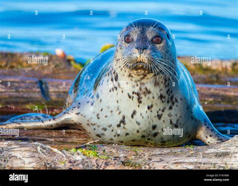 Seal Watching in Puget Sound