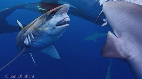 Marvel Tiger Shark behavior