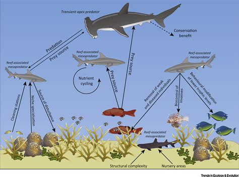 Marvel Tiger Shark ecology