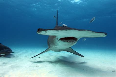 Marvel Tiger Shark habitat