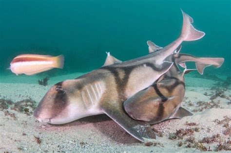 Shark reproduction