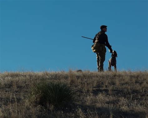 Cz Sharptail hunting scene