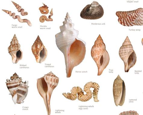 Shell types and their effects