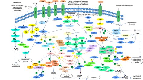 Deciphering Signaling Pathways