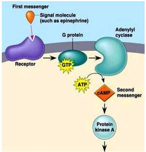 Understanding Signaling Pathways in Biology