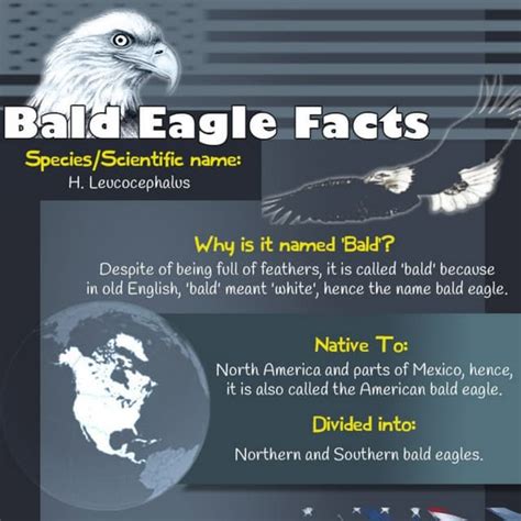 Silent Eagle Facts