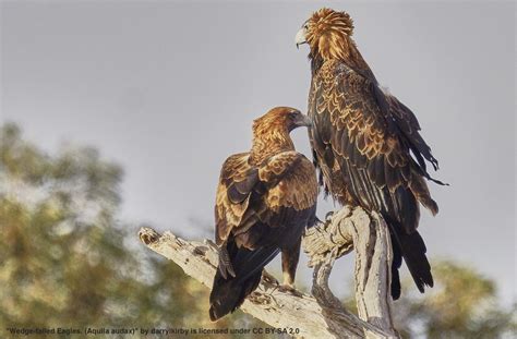 Silent Eagle Habitat