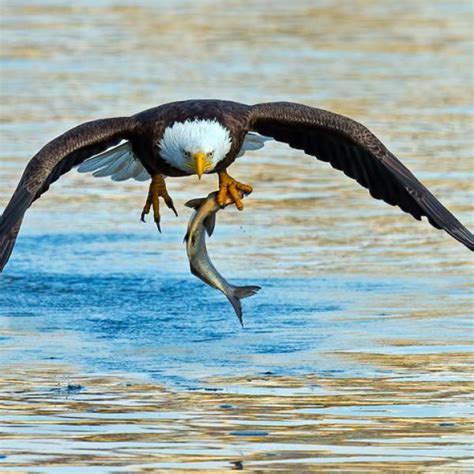 Silent Eagle Hunting