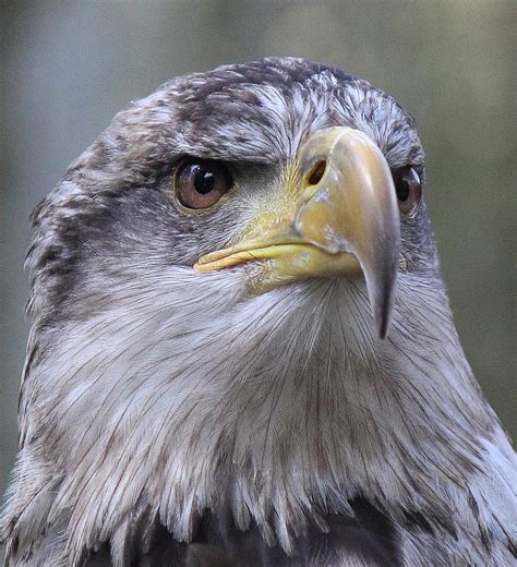 Silent Eagle Juvenile