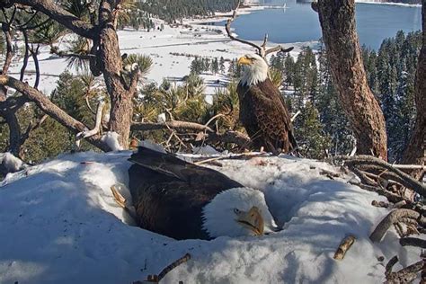 Silent Eagle Nesting