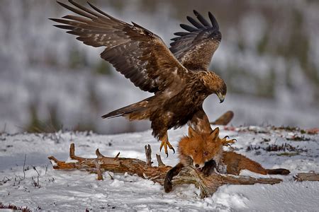 Silent Eagle Prey