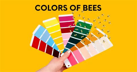 Six main colors of bees