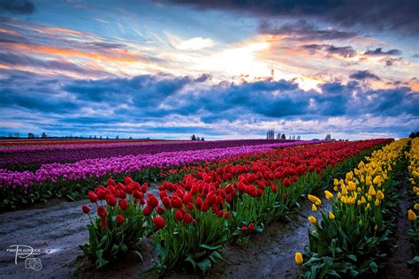 Skagit Valley